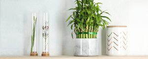 7 Tips for Caring for Your Lucky Bamboo Plants
