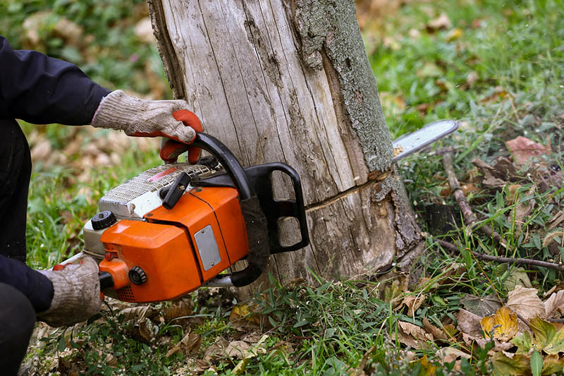 What Should a Tree Service Do, and How Can They Help You?