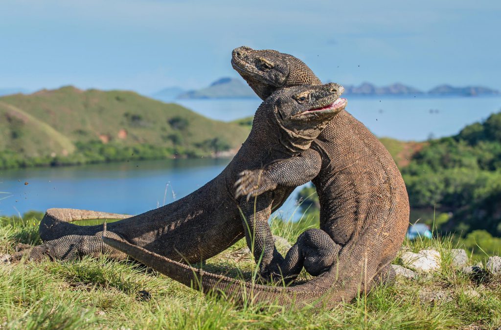 Genome of the Komodo dragon reveals adaptations in the cardiovascular and chemosensory systems of monitor lizards