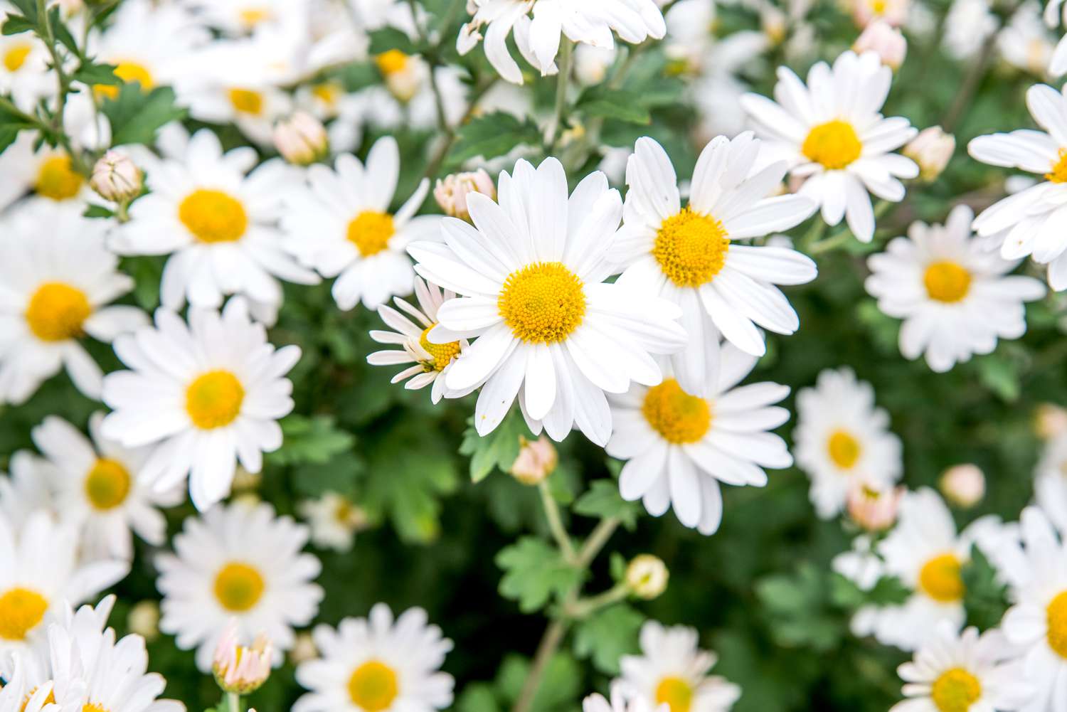 Daisy Dreams: Enhancing Your Screen with 5120x1440p 329 Daisies Backgrounds