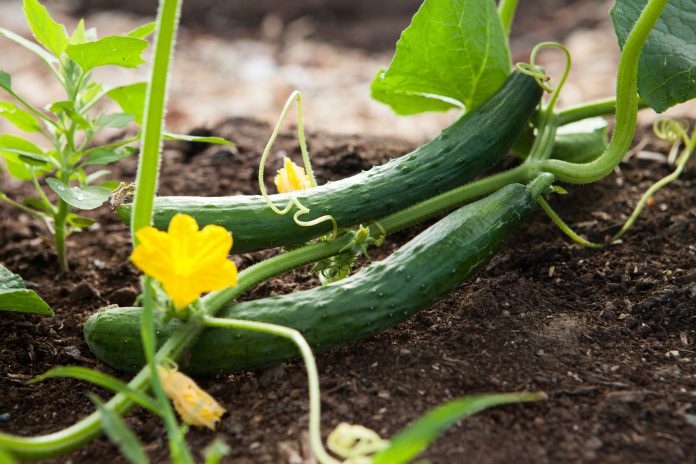 cucumber life cycle