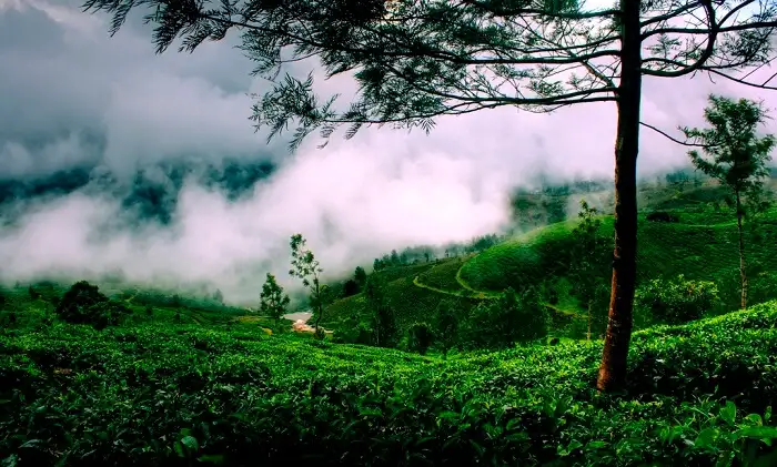 Misty Escapes: Mesmerising Monsoon Destinations in Kerala