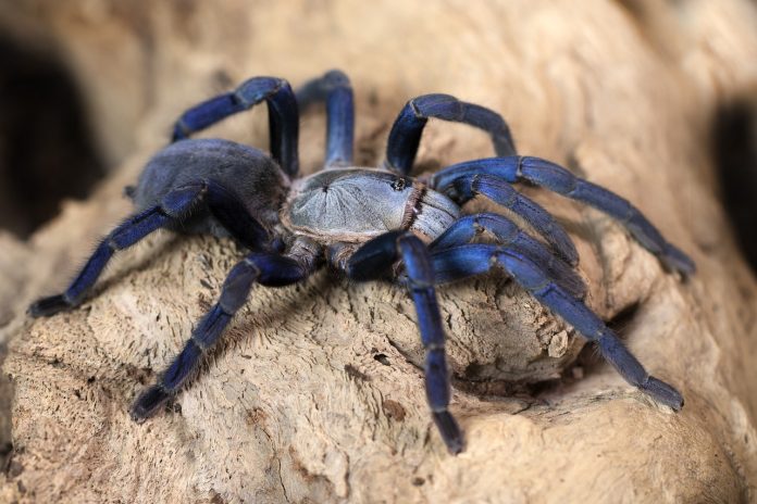 Brazilian Blue Tarantula